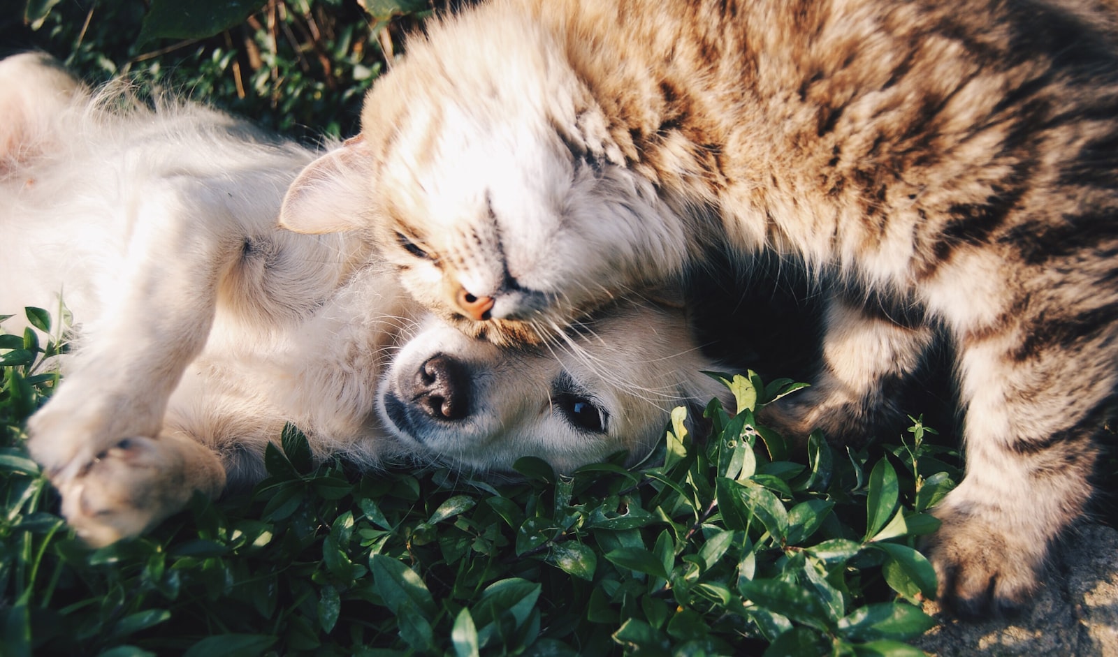 A golden retriever, tabby cat, and chestnut horse together in warm natural light